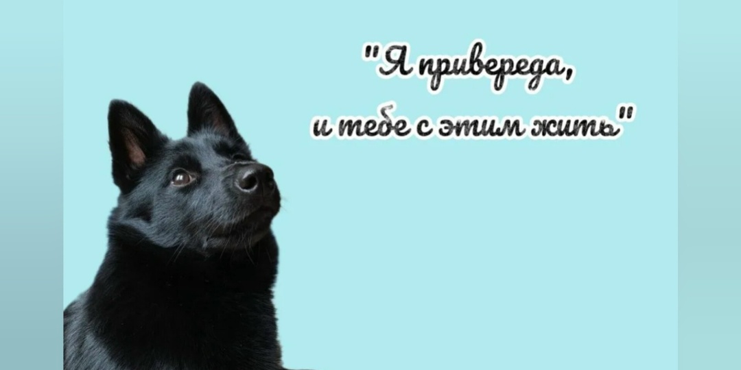 Если собака малоежка, привереда и не ест сухой корм.