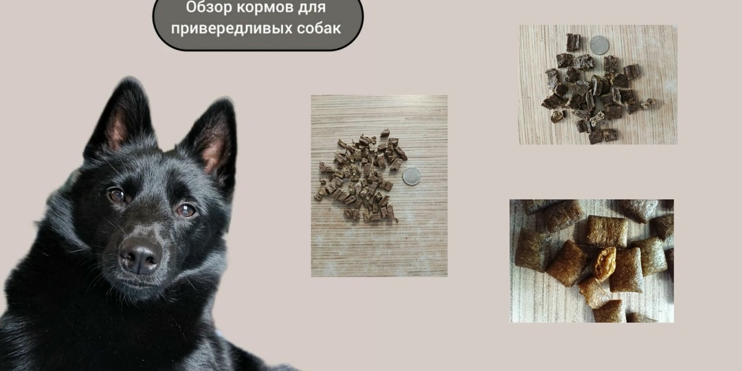 3 необычных сухих корма для привередливых собак.