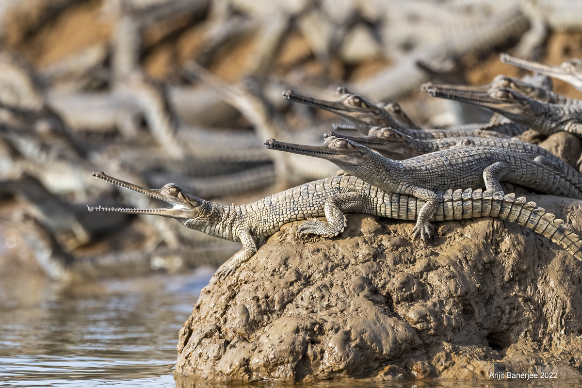 ���, ���� �� �������� ���! 