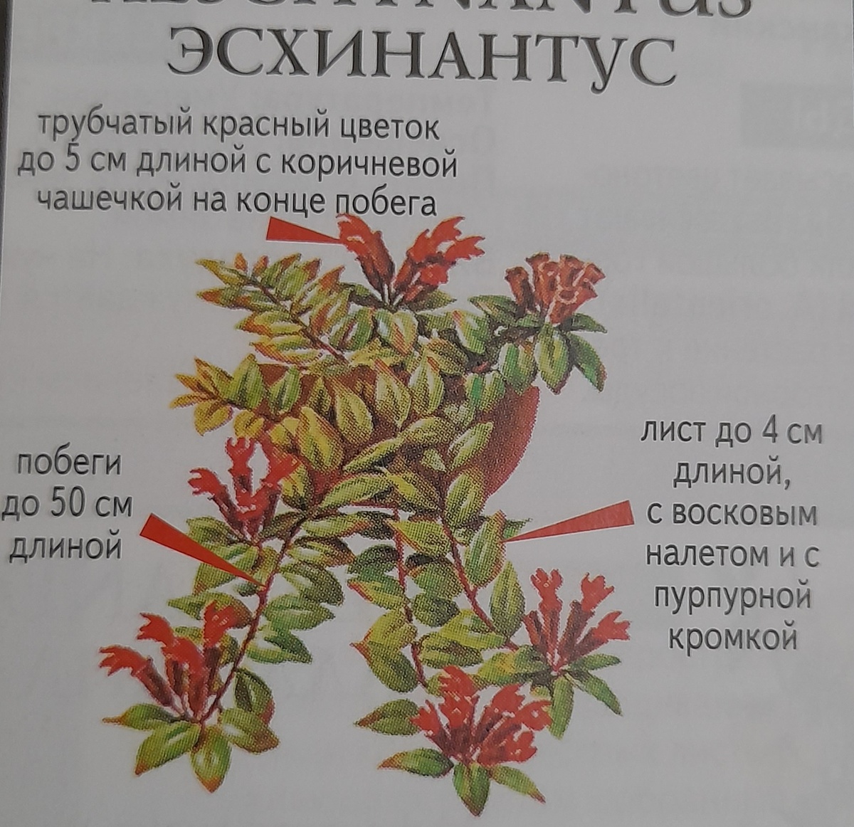 Фото автора канала из книги "всё о комнатных растениях"