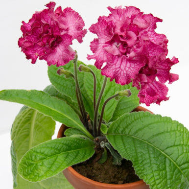Стрептокарпус (Cape Primrose 'Eternity')