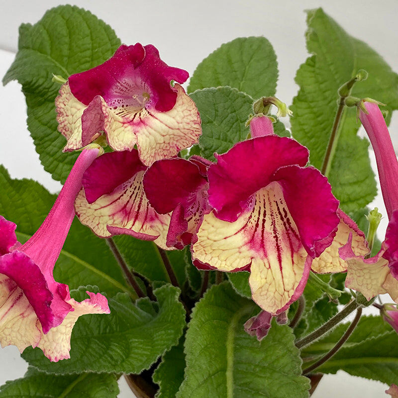 Стрептокарпус (Cape Primrose 'Kalahari')