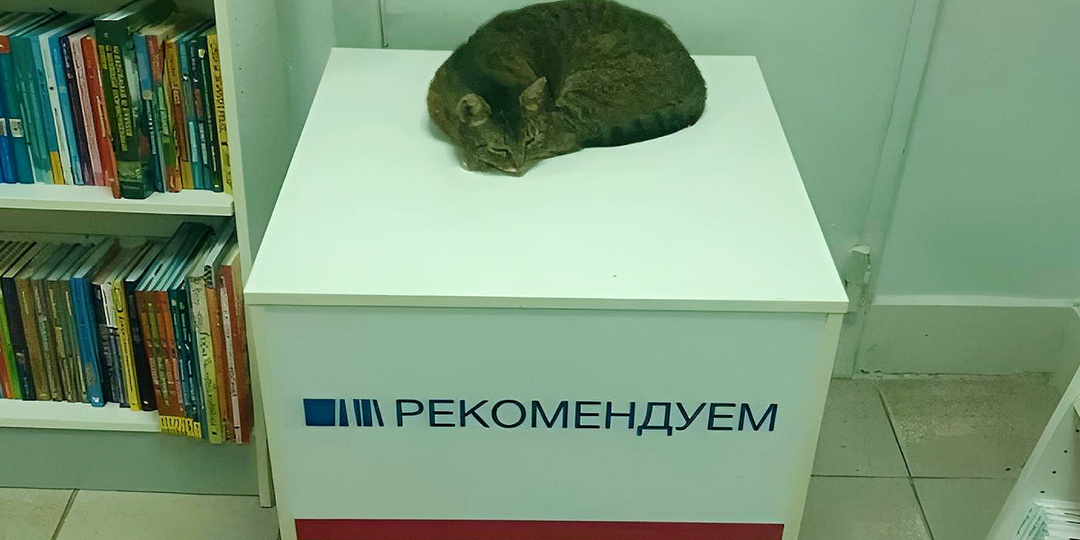 Кот плохого не посоветует: 15 смешных фото кошек с надписями, говорящих за них и про них
