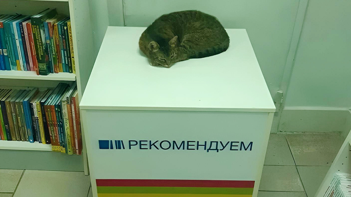 В общем, котов с их подсказками - весьма рекомендуем! 