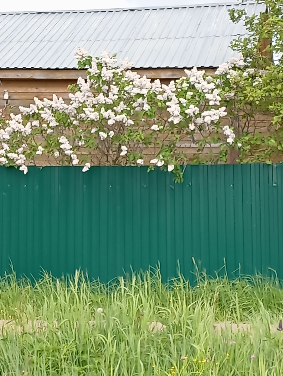 Фото Мурзилки