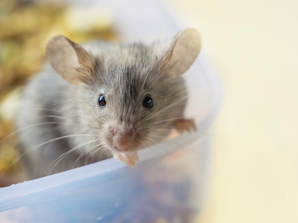    Мышь | © Shutterstock/FOTODOM / MiViK