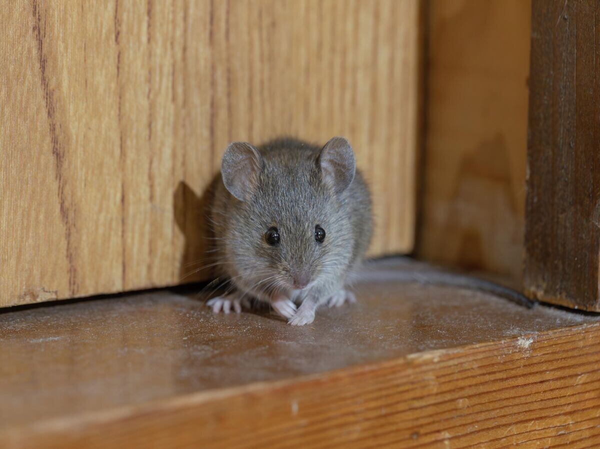    Мышь | © Shutterstock/FOTODOM / Kelly Marken
