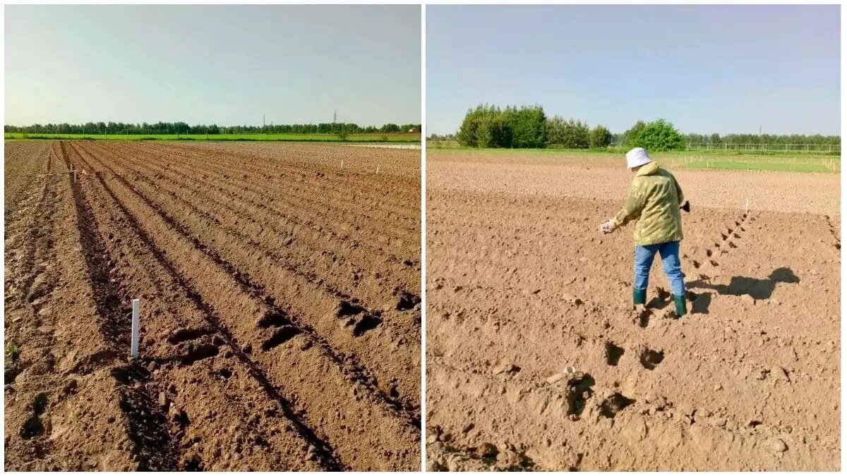 Фото: РосАгрохимслужба
Наука на службе АПК: Костромской филиал РосАгрохимслужбы ищет идеальную формулу удобрения для картофеля