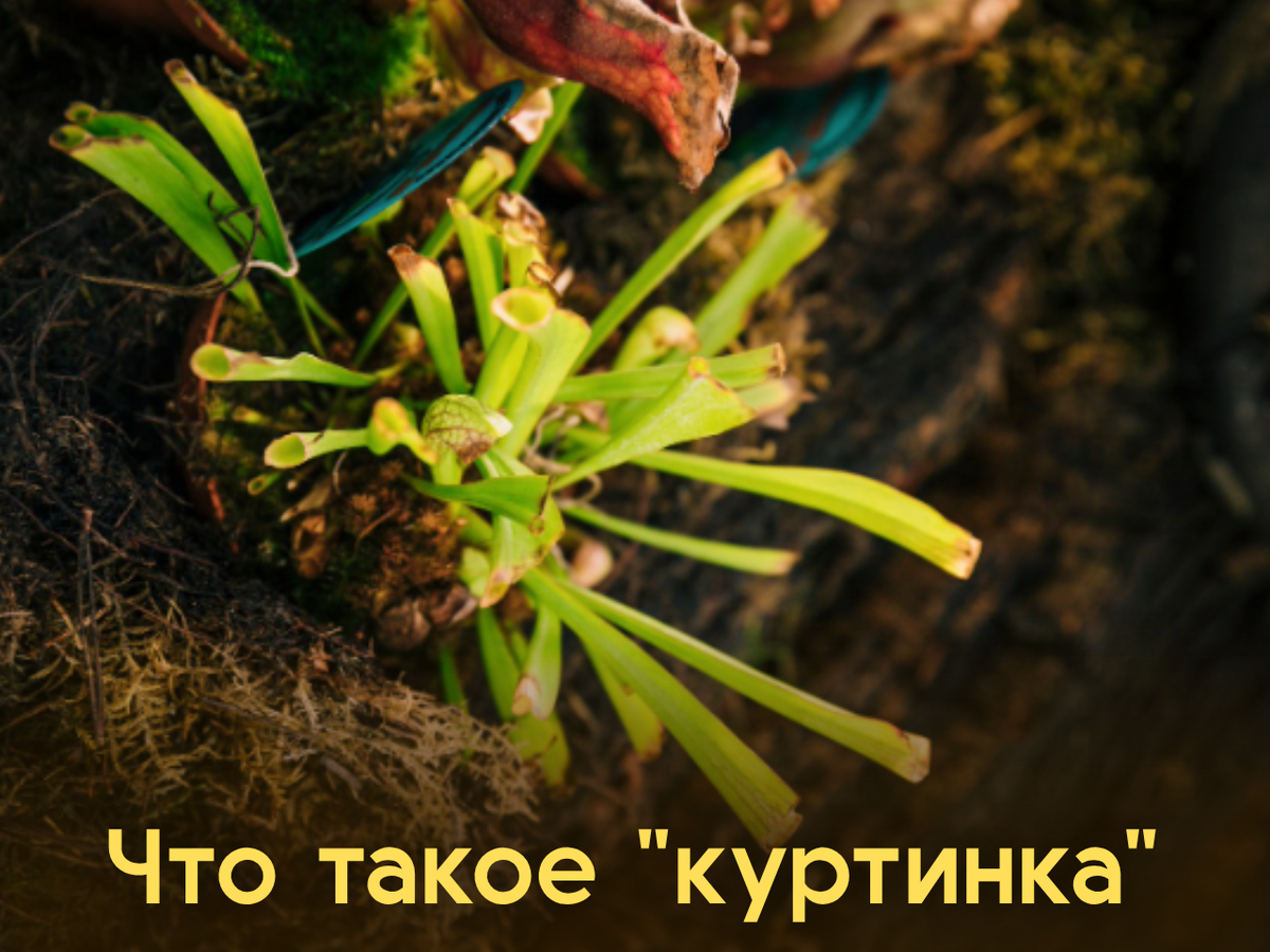 фото растений