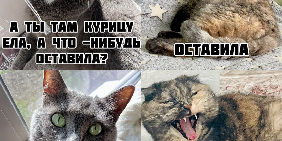Забудьте про новости, вот 9 мемов от котов, которые важнее всего остального