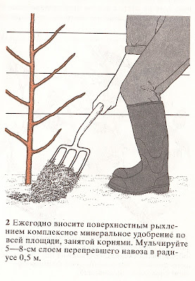 Как сажать и выращивать ягоду Черешню