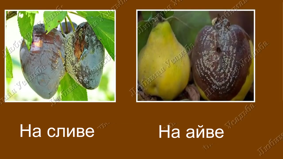 Монилиоз плодов