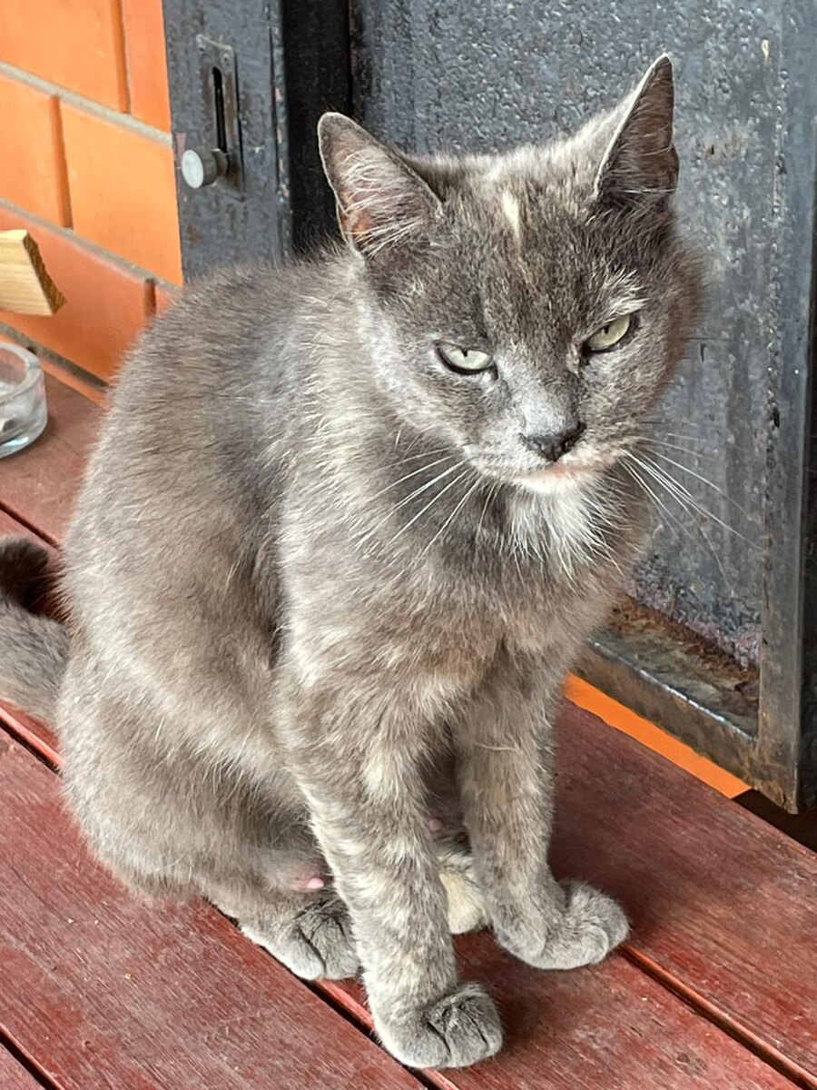  Я не пОняла, еды не будет что ли!!!! Кошка Мышка.