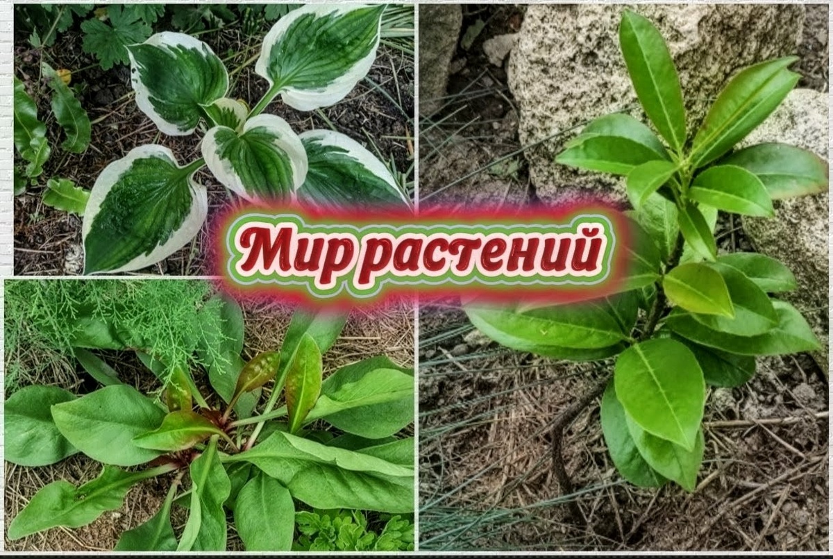Скрин для статьи 