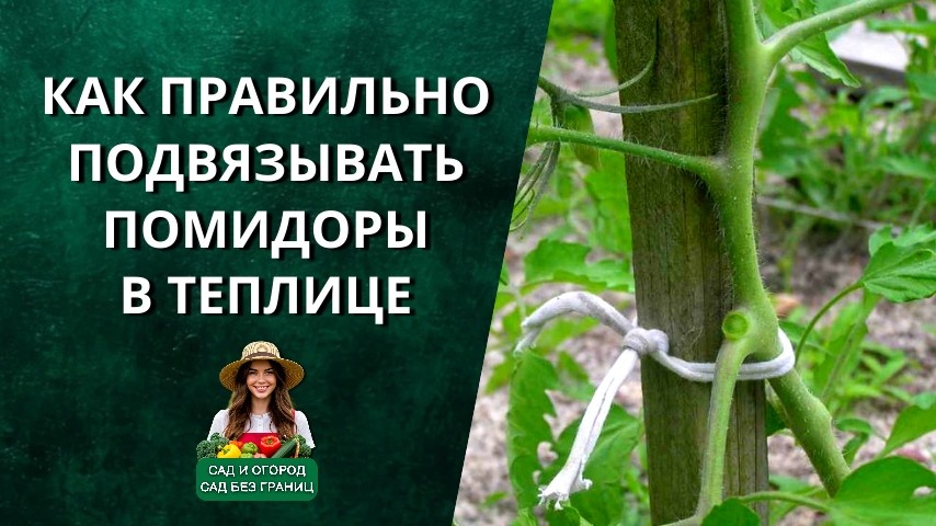Как правильно подвязывать помидоры в теплице: подробная пошаговая инструкция с тапенером и без.