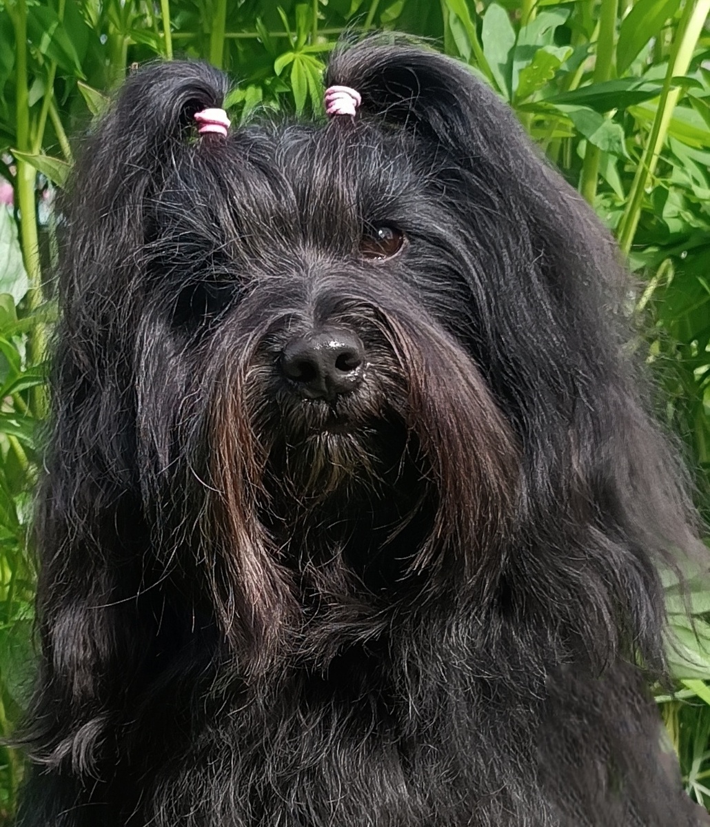 Ch. Golbie Anshula Evita