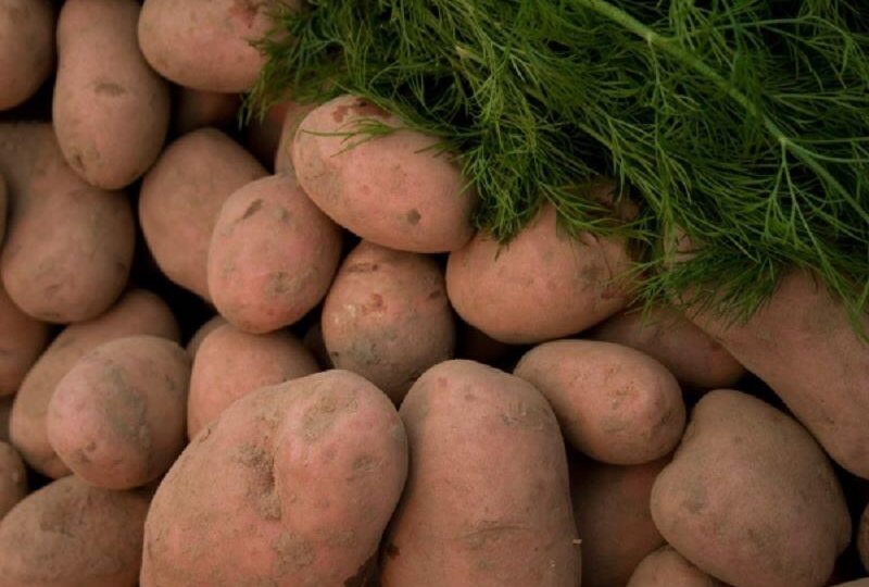 Эти сорта картофеля удивят не только своим вкусом, но и урожайностью