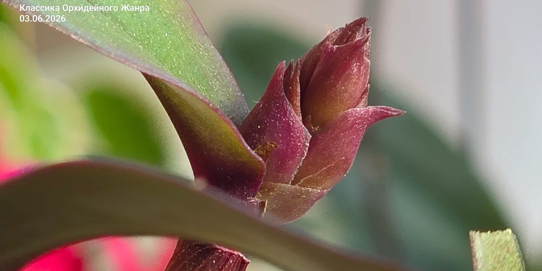 Дендробиум Хибики (Dendrobium Hibiki): от кейка в 4,5 см до пяти побегов и первого цветения за один год.