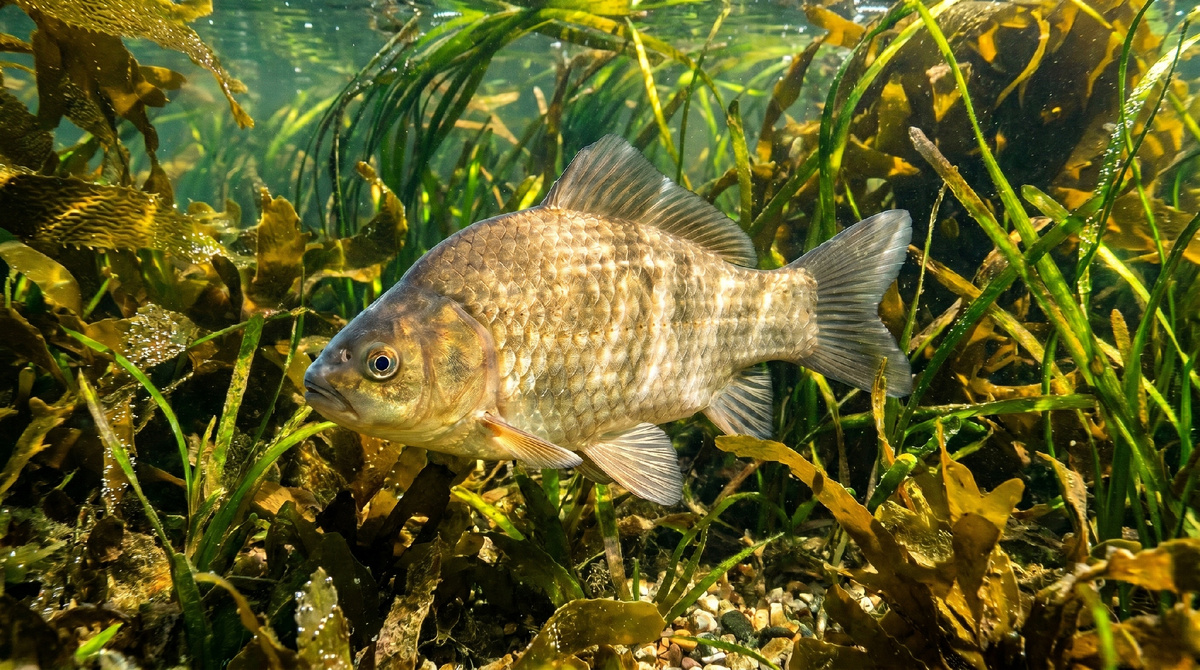 Карась (лат. Carassius)