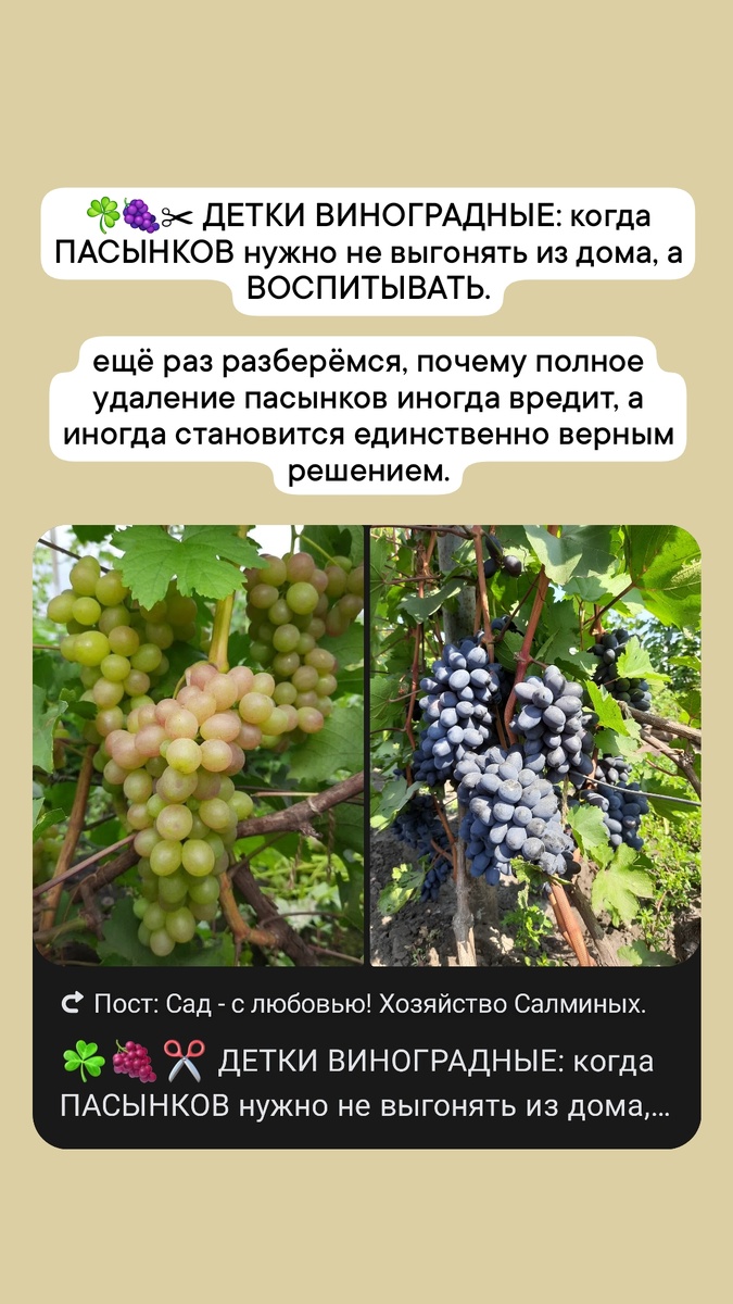 Будущий урожай зависит от сегодняшнего выбора: пасынковать или нет.