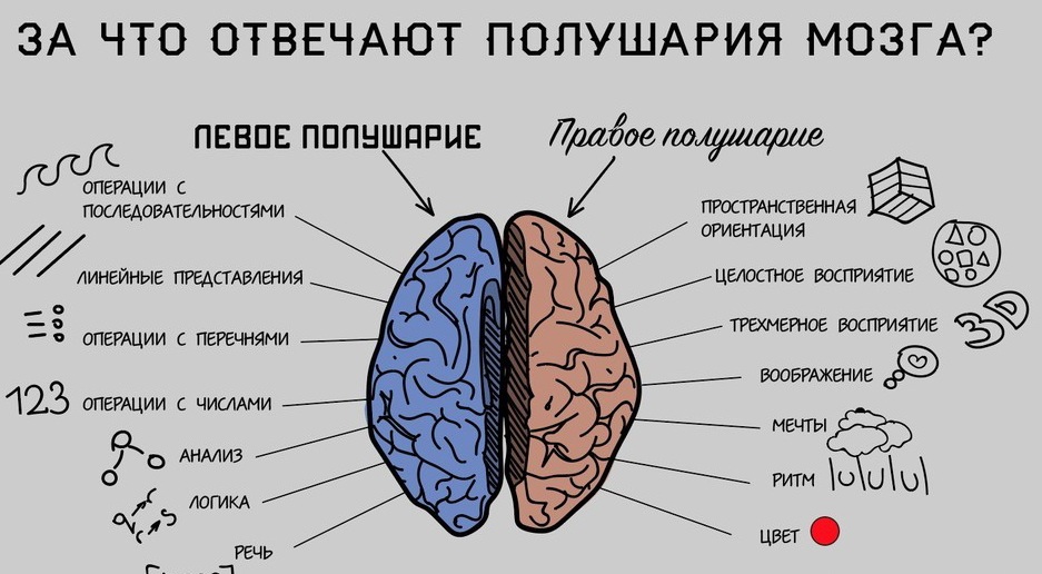 Дисбаланс полушарий, или почему дети учатся хуже