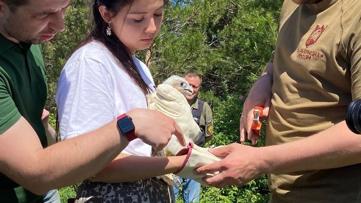   Последнее гнездование балобана на Волге было зафиксировано в далеком 1974 году   inkazan.ru