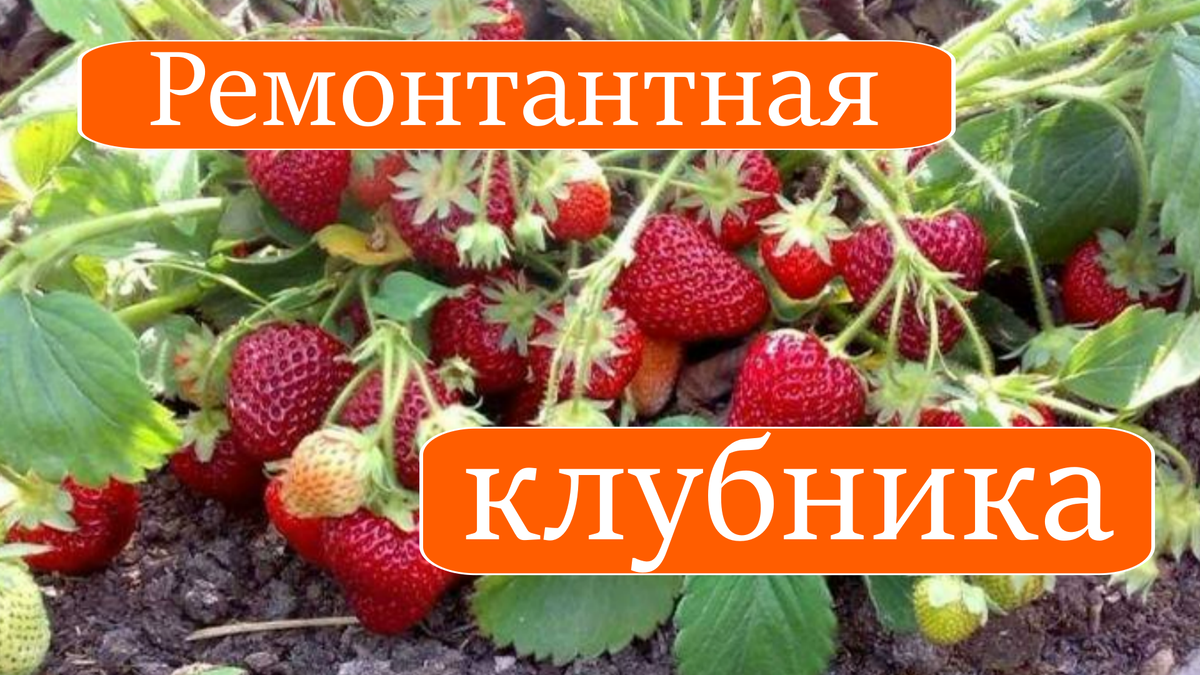ремонтатная клубника