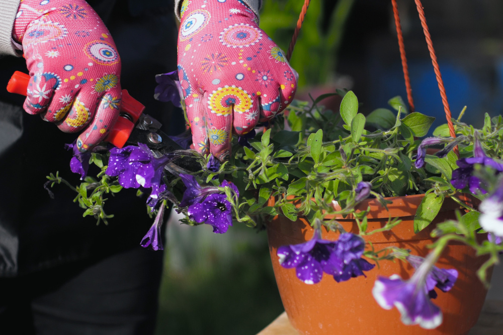 Источник фото shutterstock.com