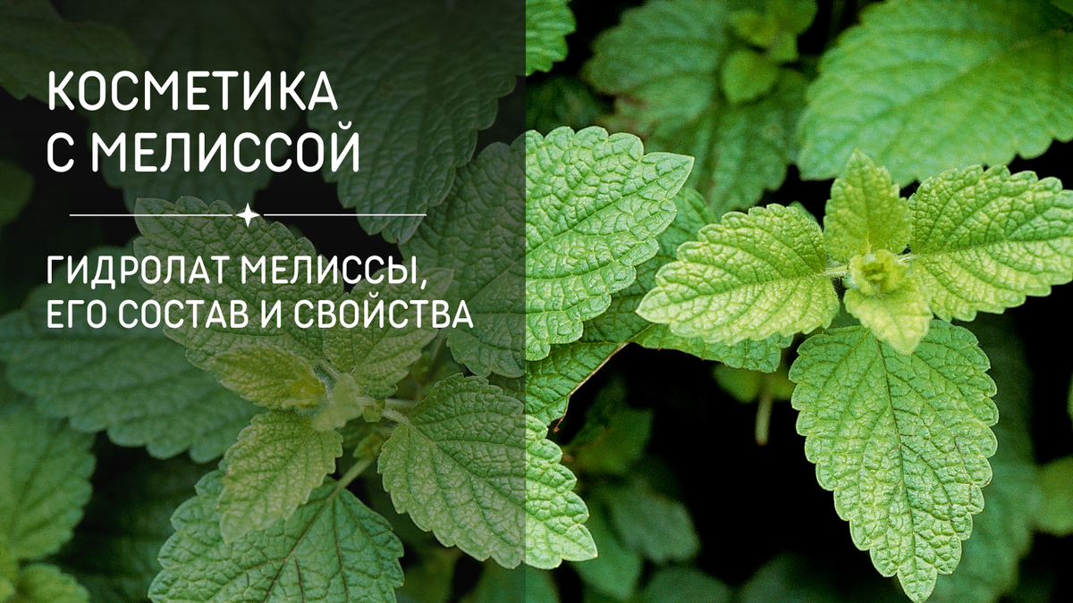 Как сделать и использовать гидролат мелиссы