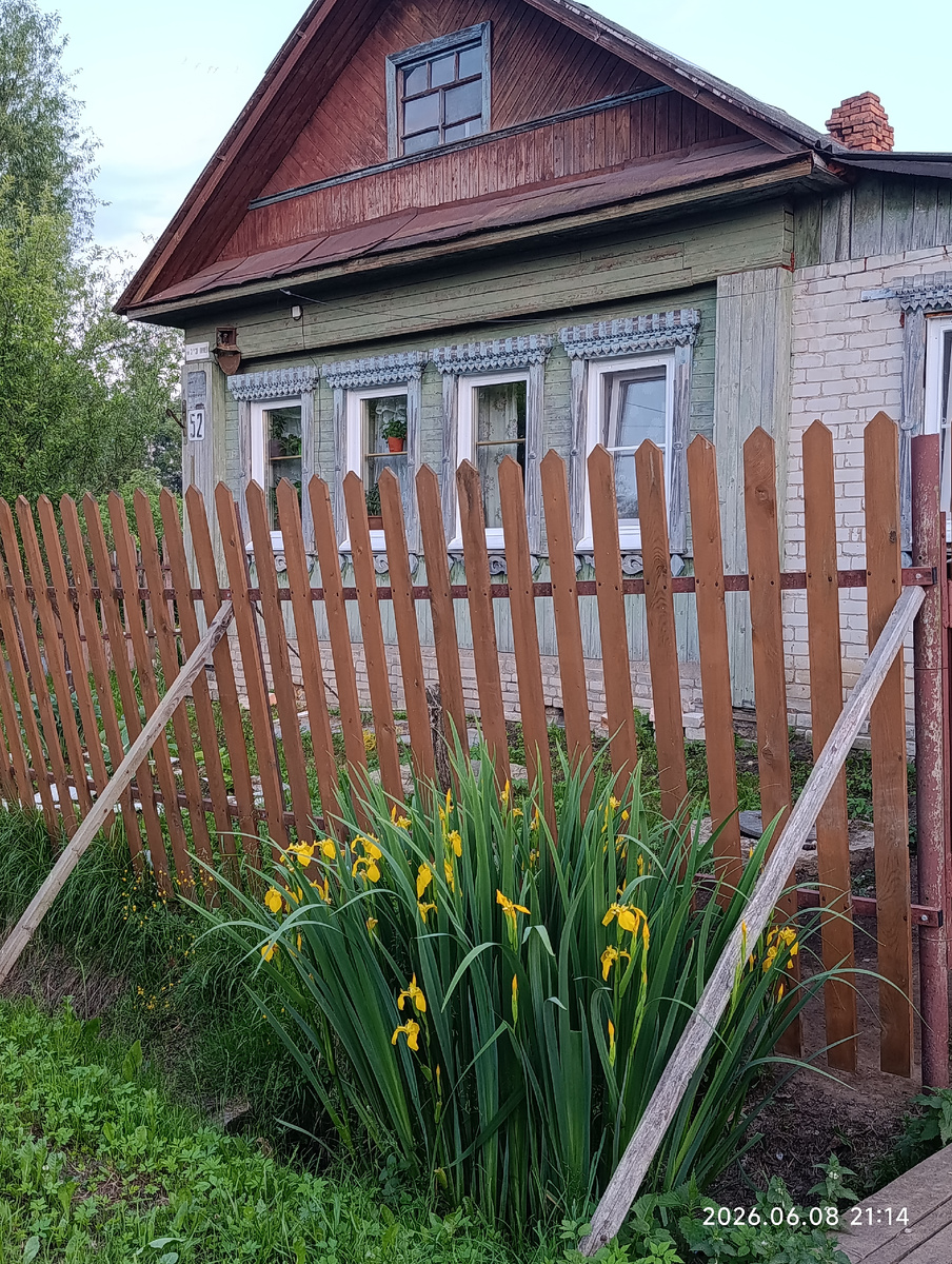 ирисы в каневе перед моим домом