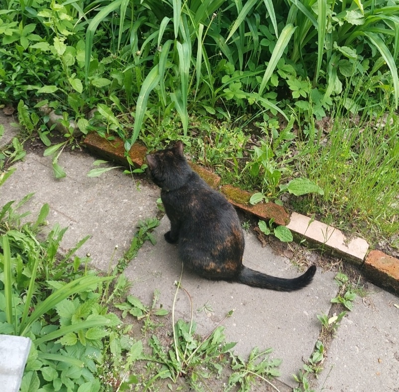 Котейкина в зарослях.