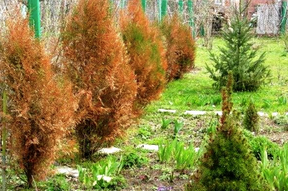 источник https://dizaynland.ru/khvojnye-rasteniya/tuya/vrediteli-i-bolezni-tui/