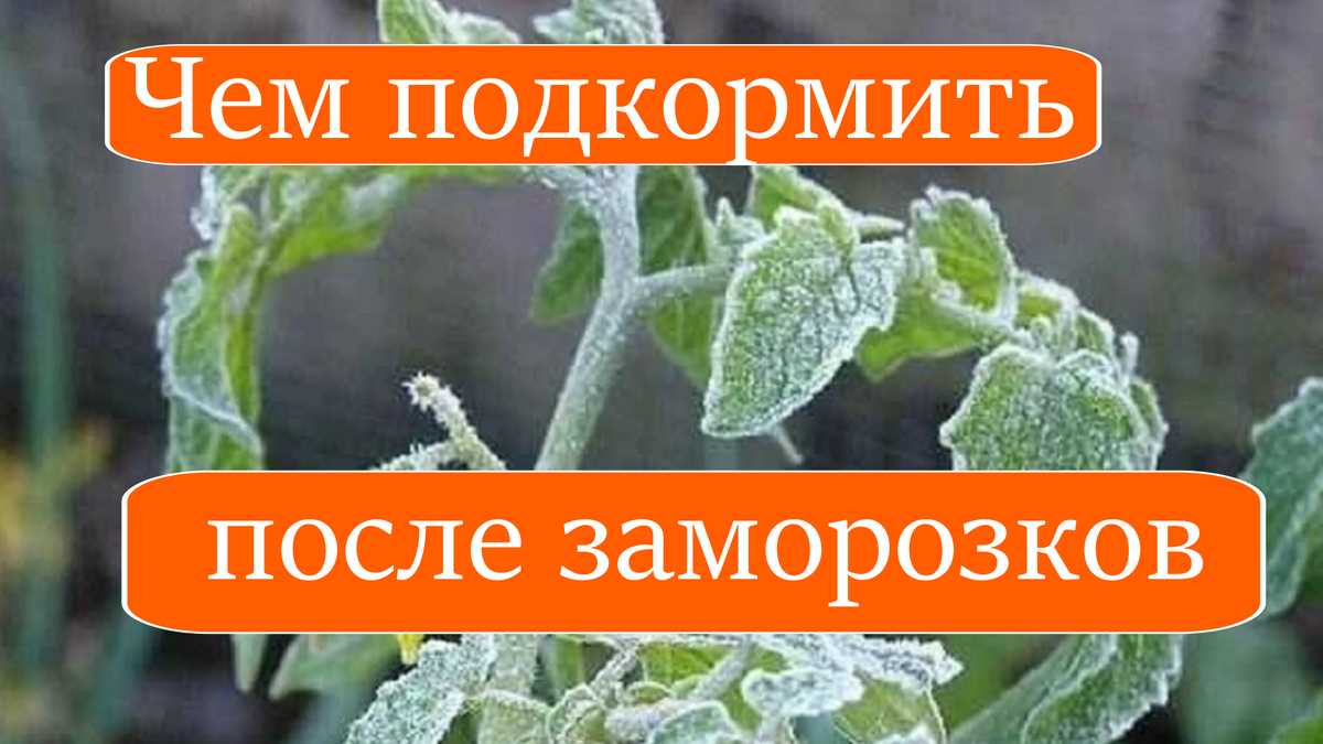 Чем подкормить после заморозков