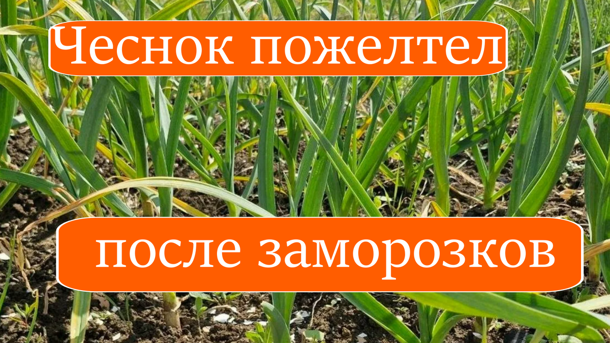 Чеснок пожелтел после заморозков