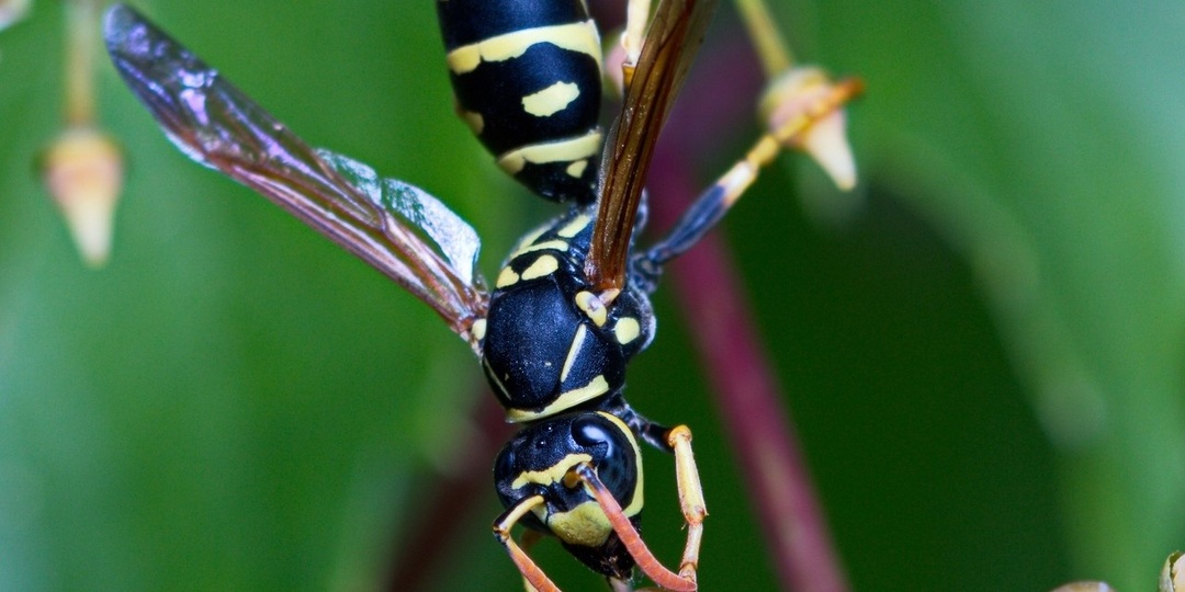 Европейская бумажная оса (Polistes dominula) - вид общественных ос из семейства настоящие осы (Vespidae
