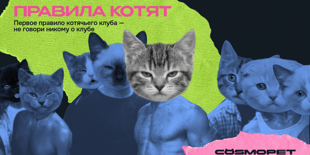 Никому не говори о клубе: секреты котят