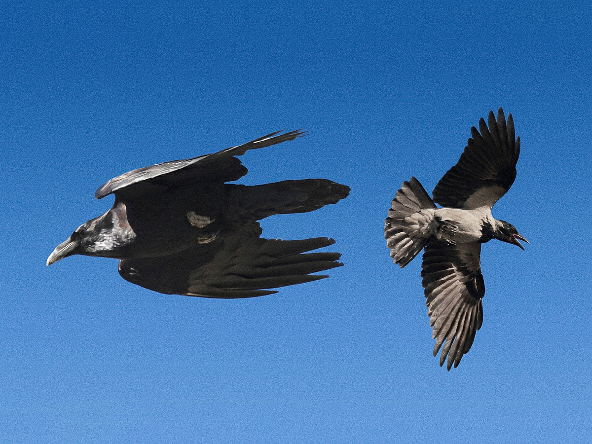 ������: USFWS Mountain-Prairie, Public domain � Estormiz, CC0