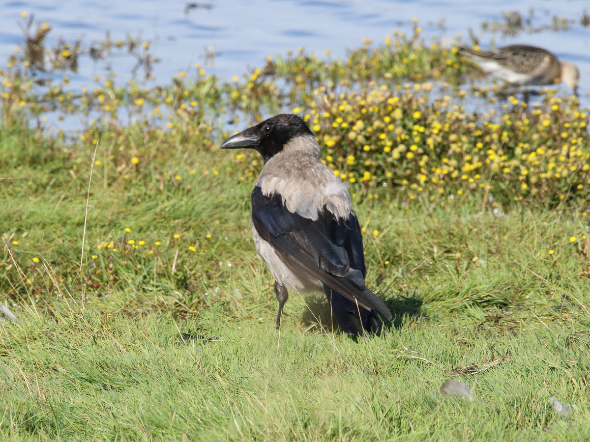 ����������: Donald Hobern, CC BY 2.0 