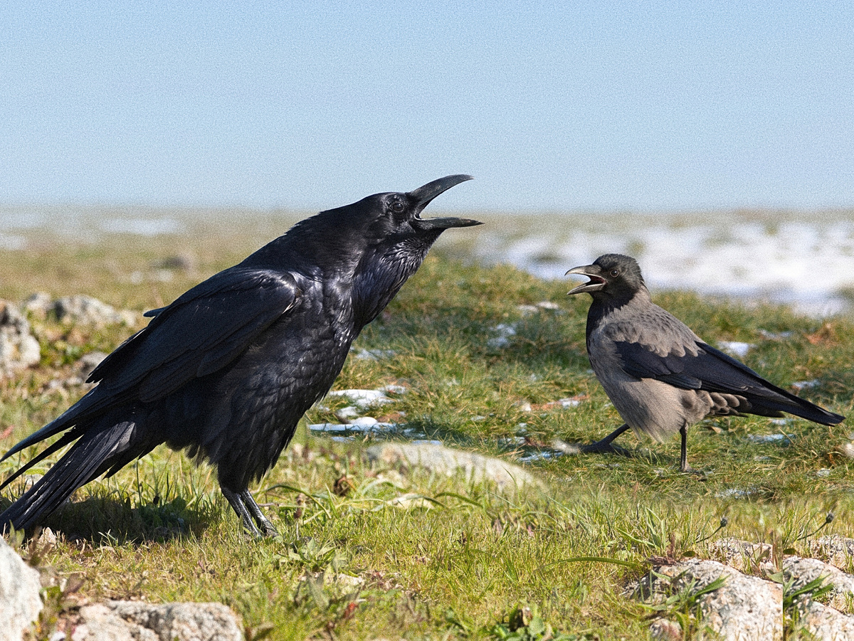 ������: Frank Schulenburg, CC BY-SA 4.0 � Nicolas Weghaupt, CC0