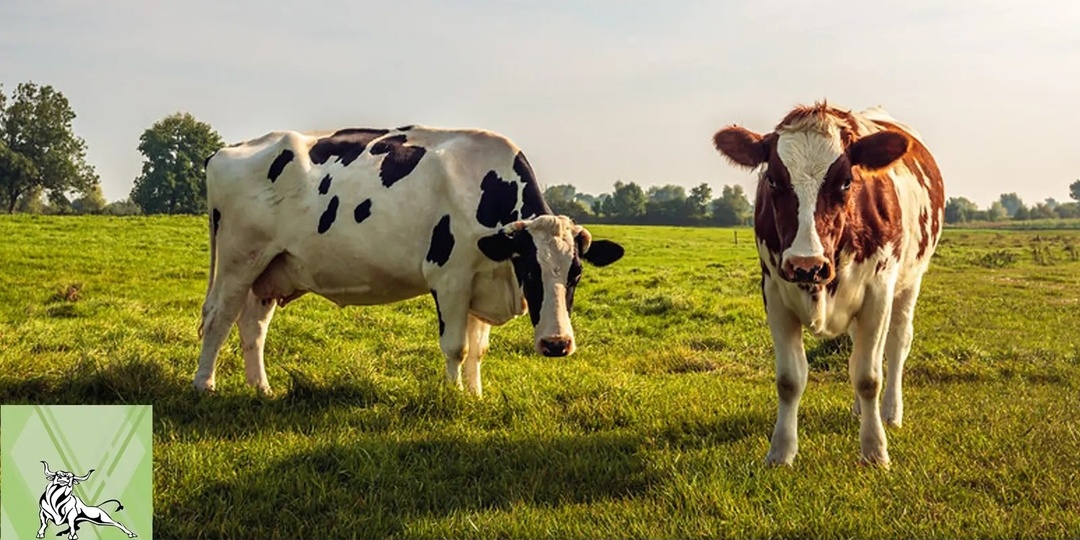 🐮 Одинаковые коровы — разная скорость? Проблема не в них