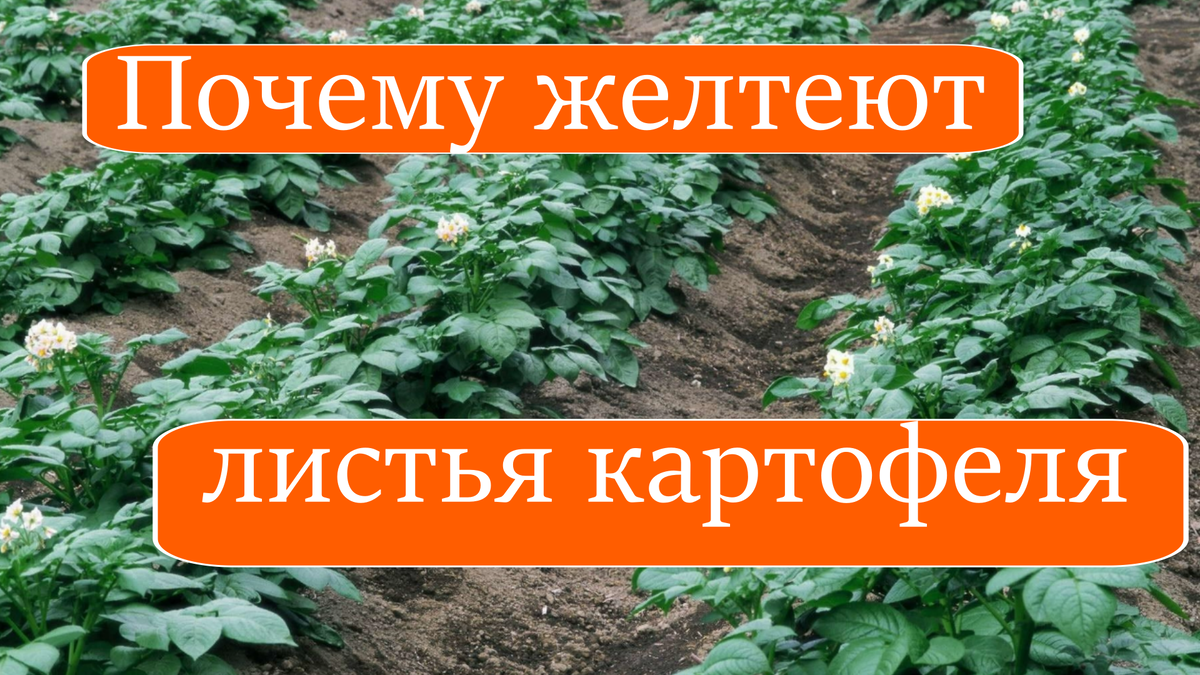 Почему желтеют листья картофеля
