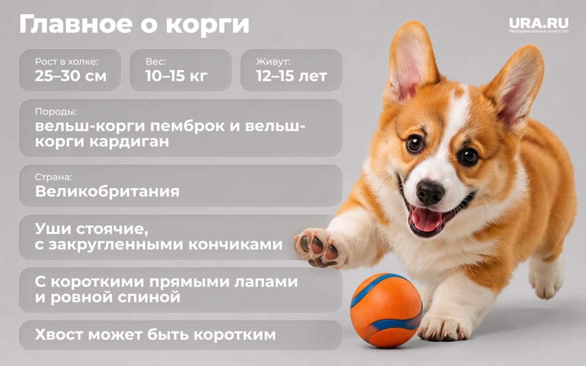   Корги могут весить до 15 кг