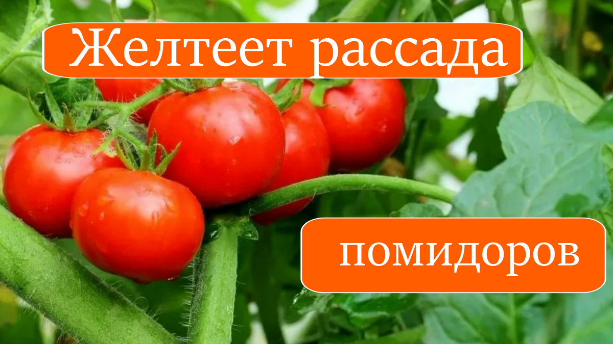 помидоры