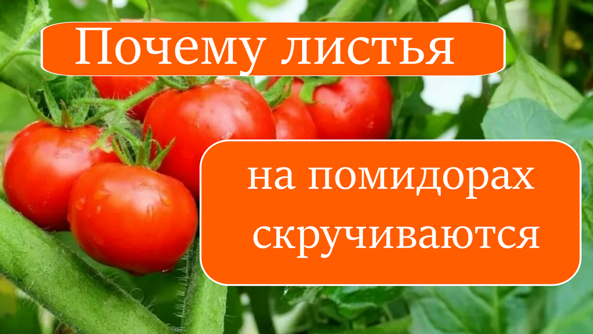 помидоры