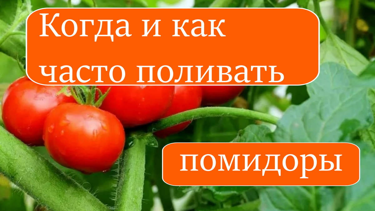 помидоры