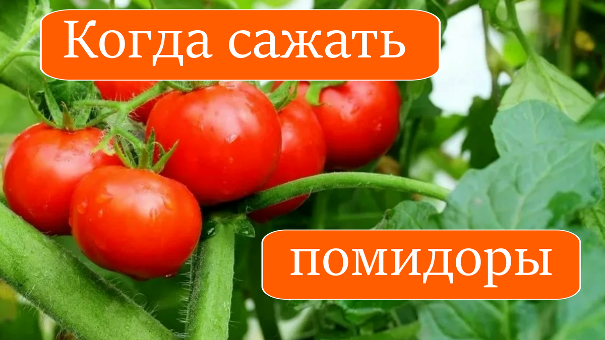 помидоры