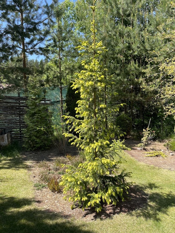 2026 Picea omorika Filip's Spring Sensation пересажена через 5 лет