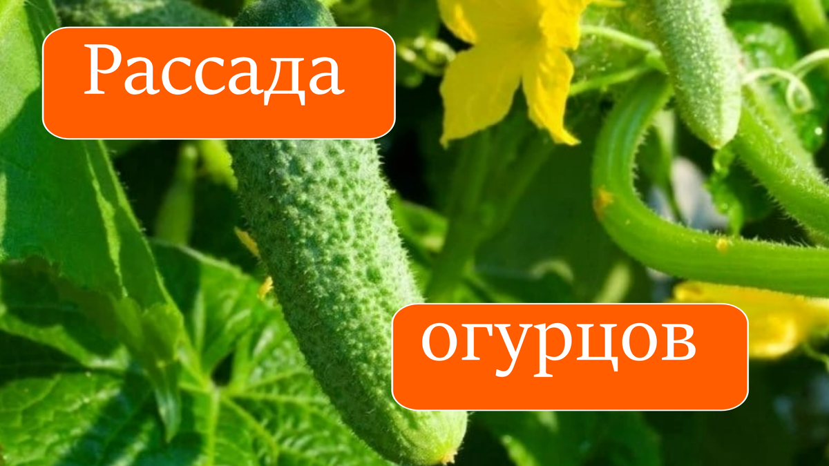 огурцы