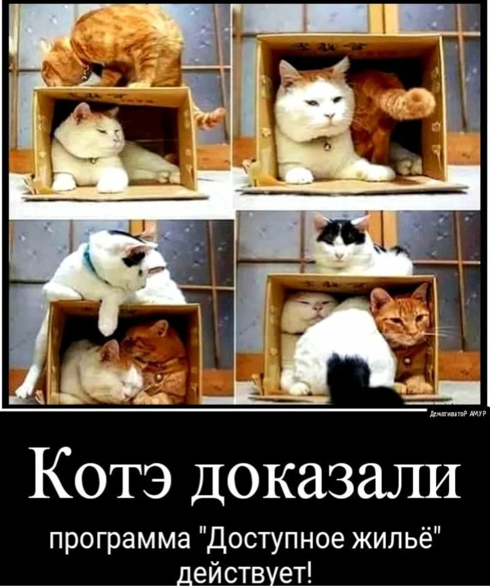 Котики и жильё, --взято из интернета с целью ознакомления.