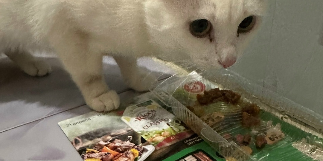 Глухой кот неподвижно сидел в траве